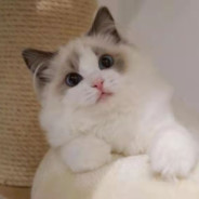 帅与俊的结合丶