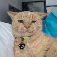 Meow