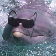 robydolphin