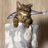 梁山伯与猪硬来