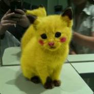 youtube/AmnesiaDroppTrap