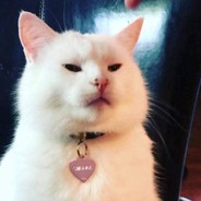 PUSSY CAT