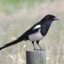 A Magpie