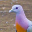 RILPigeon