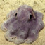 Grimpoteuthis