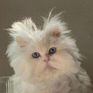 lion - steam id 76561199018857881