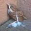 CumBird