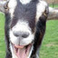 Kozel