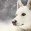 snow_dog3