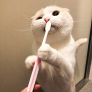 我又保了一个废物