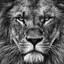 The Lion