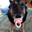 Cachorro chupetão