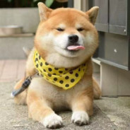 时代久违的泪花