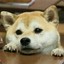 罗伊mess