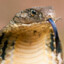 LaCobraQueCobra