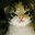 GatitoAsado