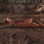 Ripped In Half Horse