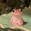 don&#039;t touti frut