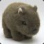Avatar of Witty Wombat