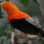 Andean Cock-of-the-rock