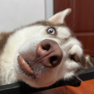 天才麻瓜在呱呱