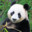 A Self-aware Panda Bear's avatar