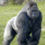 20 silverback gorillas