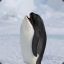Penguin Orca