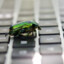 beetle