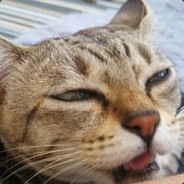 CalmBrain - steam id 76561197970983221