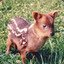 Pudú (エビン）