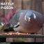 The Pigeon