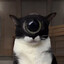 midboss enjoyer