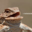 zlWitness-
