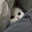 nopeek