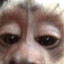 lulu