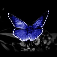 Papillon1442