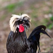 PolakianNegro