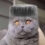 abubakrhoodcrackar2092