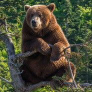 Iↄear in a tree
