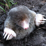 mole