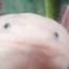 T R A S Hツ敗者
