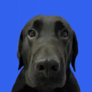 其实我真的不是猪