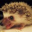 HedgeHog