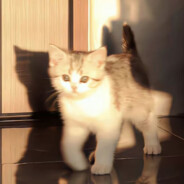 再见已是满天星