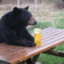BearWithBeer