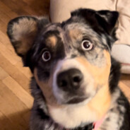 Muttly