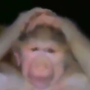 Dünyası Yıkılan Maymun