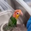 BeautifulBird