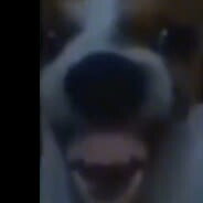 Аватар Doggi_dog